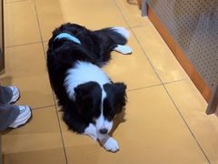 -MARSMART PETS火星宠物超市(1733店)