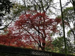 -秋霞圃