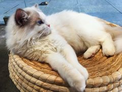 -瞄一喵猫咖(格力海岸店)