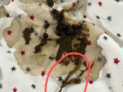 -爱侣宠医·鹦鹉专科·小型哺乳类·异宠专科(灵石路店)