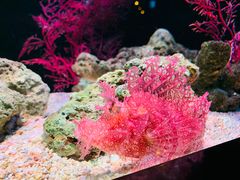 -暹罗海洋世界