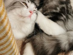 -飞行喵MR PILOT|猫舍·猫咖(静安大融城店)