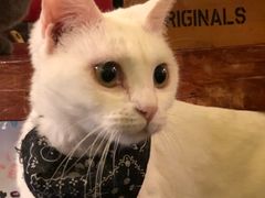 -猫色咖啡·猫咖