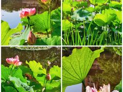 -陈家山荷花公园