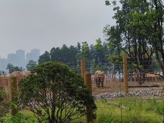 -武汉动物园