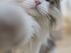 -柴迷FANS CLUB·柴犬狗咖·猫咖