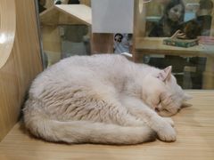 -屋虎猫馆(宝安大仟里店)