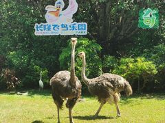 -广州长隆飞鸟乐园