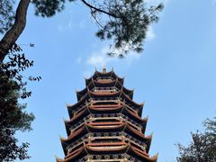 -铁山坪森林公园