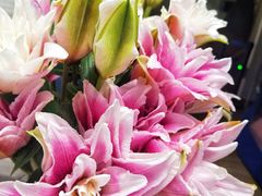 -植物学家的女儿(北马道巷店)