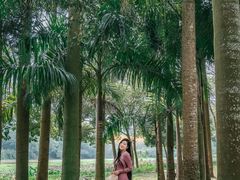 -南宁良凤江国家森林公园