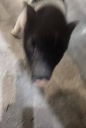 -神奇动物撸宠馆·羊驼·小浣熊·异宠(豫园店)