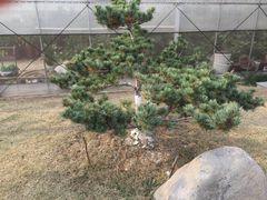 -呼吸森林·生态农庄农家乐私房菜