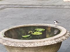 -深圳市中科院仙湖植物园