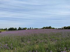 -紫颐香薰山谷景区