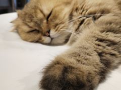 -猫亿天猫咖