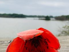 -大湾区中央湿地公园