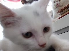 -平行世界·猫咖(首经贸店)