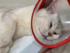 -瑞派天宁宠物医院·猫科·异宠中心