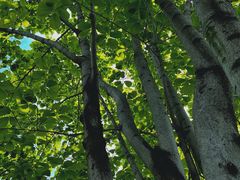 -国家植物园南园