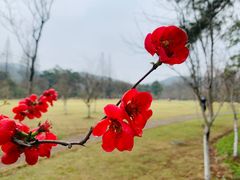 -杭州植物园