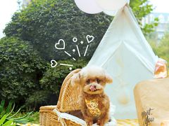 -超宠爱宠物摄影-Super pet