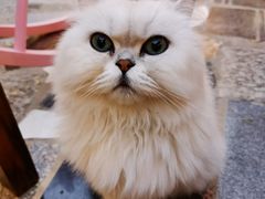 -喵屿·大理花园猫咖