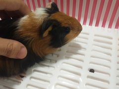 -藦茜花园宠物主题亲子互动体验馆(国顺东路店)