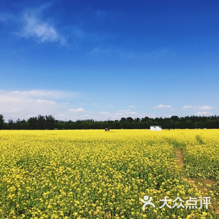 顺义区楼台油菜花田图片-北京城市观光-大众点评网