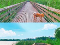 -马家湾湿地公园