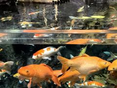 -上海海洋水族馆