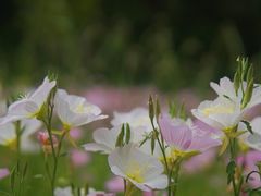 -西湖风景区-江洋畈生态公园