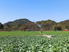 -广州市石门国家森林公园