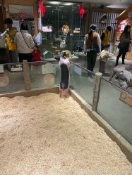 -造物庄园 萌宠纪(苏州湾歌林公园店)
