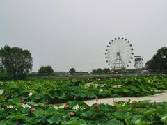 -白洋淀景区