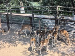 -青藏高原野生动物园