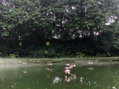 -广州长隆飞鸟乐园