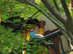 -都江堰普照寺