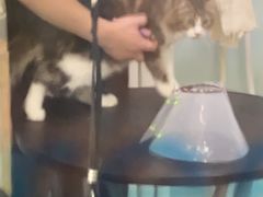 -中农大我爱我爱动物医院·核磁CT·猫病·24小时夜诊中心(石佛营店)