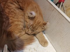 -猫小院猫主题咖啡厅(北锣店)
