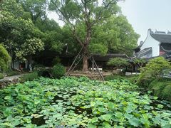 -上海醉白池公园