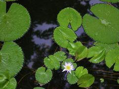 -广州兰圃
