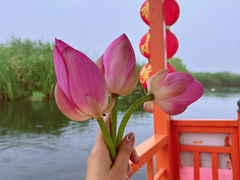 -白洋淀风景区
