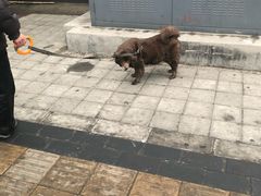 -三里屯东五街银杏大道