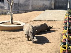 -西霞口神雕山野生动物世界