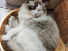 -猫和宫(六道口店)