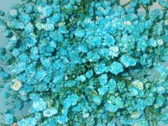 -循礼门鲜花花市(武汉循礼门店)