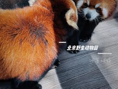 -北京野生动物园