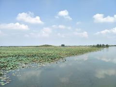 -泗洪洪泽湖湿地景区