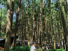 -重庆睡佛山森林公园
